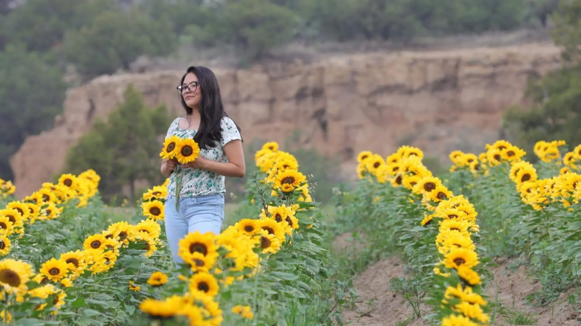 girasoles 7